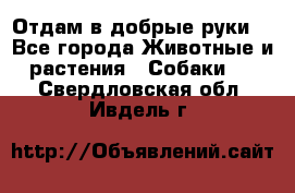 Отдам в добрые руки  - Все города Животные и растения » Собаки   . Свердловская обл.,Ивдель г.